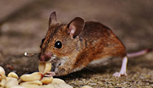 24 Hour & Emergency Exterminators in Hatton, WA